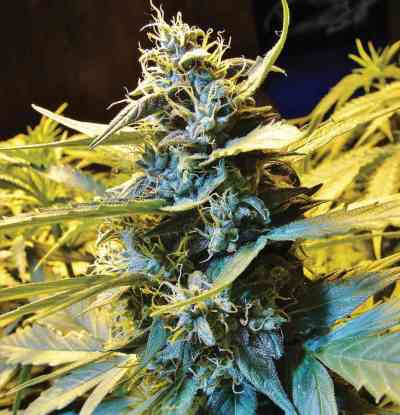 Auto Northern Hog > TH Seeds | Graines Autofloraison  |  Indica